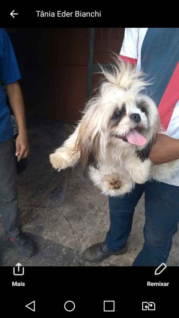 Cachorra Shih-tzu