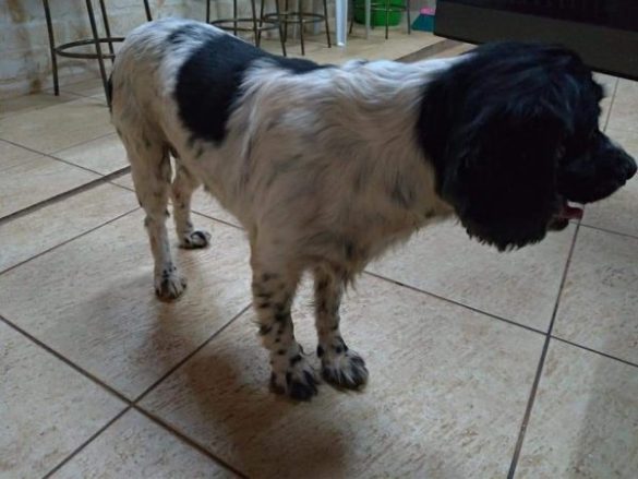 Essa linda cachorrinha foi resgatada em 13/01 por volta das 20h15, na Avenida Francisco Junqueira em frente à empresa Sodimac. Vamos repassar para encontrar seu possível dono. Contato 99721-7272.