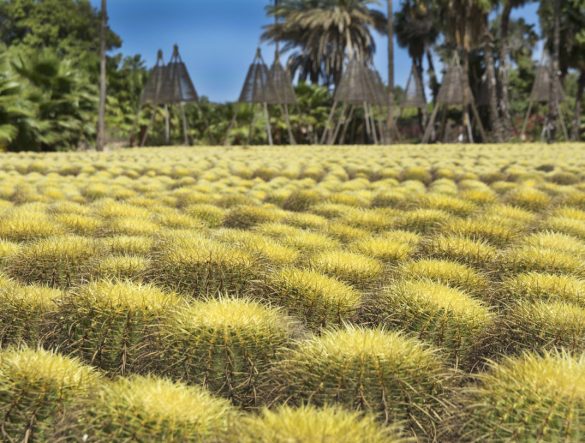  Cabo San Lucas: mais de 1.500 espécies de cactos nos Jar­dins Cactus Wirikuta 