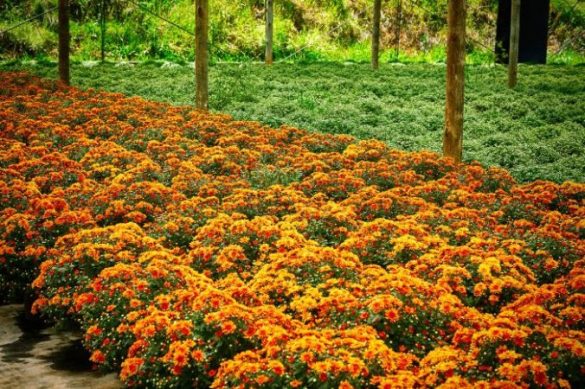  CAMPO DE FLORES  O visitante vai conhecer a diversidade das famosas flores de Holambra, disponíveis em muitos mercados varejistas que apresentam o produto em suas várias cores, tamanhos, formas e cheiros. A cidade é responsá­vel por 40% da produção e 80% da exportação do segmento florista do Brasil e possui 40 km² de área rural, com grande parte dedicada às belíssimas plantações de flores. 