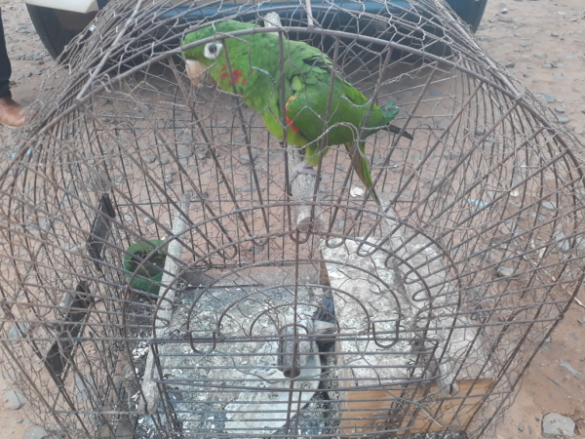 Foto: Divulgação / Polícia Militar Ambiental