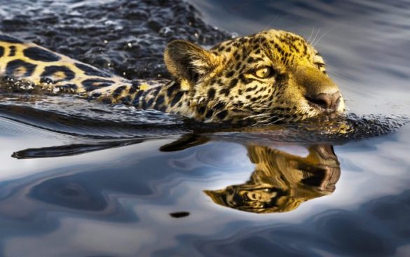 O jaguaretê no corixo Chamé. Serra do Amolar. Pantanal