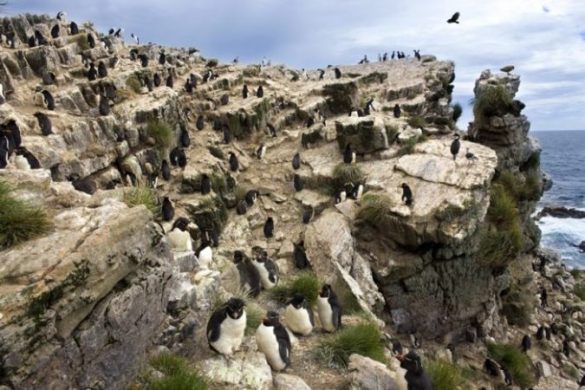 Pinguins Rockhopper, nas Ilhas Falkland