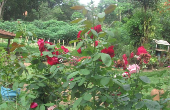 As rosas não falam, exalam um perfume indescritível