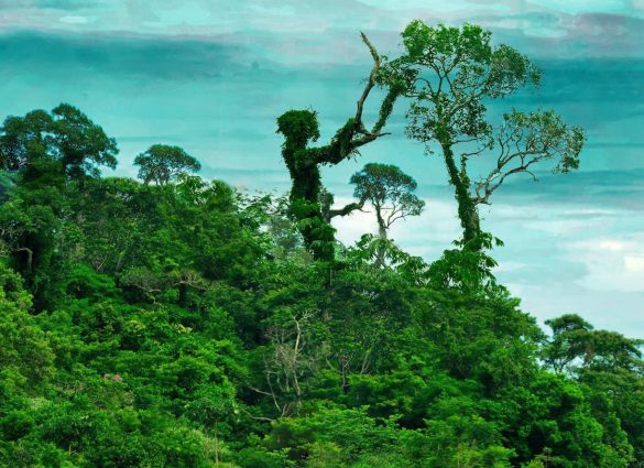 Firmino PITON, que já trabalhou em jornais de Ribeirão Preto e é integrante do GAF, foi selecionado com a foto “Jardineiro” na categoria Colorida - FIRMINO PITON