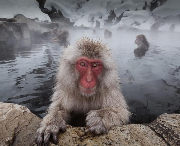 David Laronde, do Canadá, levou o bronze do IAAP na categoria Colorida com a foto “A Piercing Stare” - AVID LARONDE